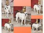 Adopt Sneaux a White Great Pyrenees / Mixed Breed (Medium) / Mixed (short coat)