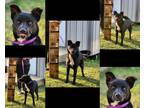 Adopt Mary Puppins/Delta a Black Labrador Retriever / Collie / Mixed (short
