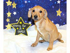 Adopt Bulma K106 3/11/24 a Tan/Yellow/Fawn Terrier (Unknown Type