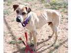 Adopt Cole K14 3/22/24 a Tan/Yellow/Fawn Australian Cattle Dog / Mixed dog in