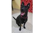 Adopt Benson a Black Mixed Breed (Large) / Mixed dog in Davenport, IA (40193953)