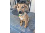 Adopt Tootsie pup: Reese a Mixed Breed (Medium) dog in San Diego, CA (41248558)
