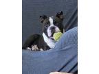 Adopt Charlie Stitch - 4203 AL a Black - with White Boston Terrier / Mixed dog