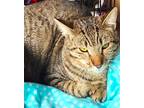 Adopt CHARLIE a Brown Tabby Tabby (short coat) cat in Brea, CA (41188108)