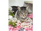 Adopt DANIKA a Gray, Blue or Silver Tabby Tabby (short coat) cat in Glendale