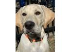 Adopt Hank a Tan/Yellow/Fawn Labrador Retriever / Mixed dog in Austin
