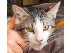 Adopt ANGEL a Gray, Blue or Silver Tabby Tabby (short coat) cat in Brea