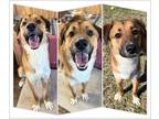 Adopt Bell a Tan/Yellow/Fawn - with White German Shepherd Dog / Labrador