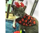 Adopt Honey Boo a Domestic Shorthair / Mixed (short coat) cat in Ft.