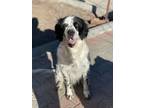 Adopt Henry a White - with Black English Setter / Mixed dog in Coquitlam