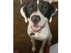 Adopt Kelce a White - with Black Pitsky / Mixed dog in Independence