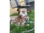 Adopt Savannah a Red/Golden/Orange/Chestnut Dalmatian / Australian Cattle Dog /