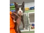Adopt Dodge a Gray or Blue Domestic Shorthair / Domestic Shorthair / Mixed