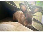 Adopt Corr a Chocolate Tan / Mixed rabbit in Arlington, VA (39406728)