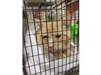 Adopt 55740449 a Orange or Red Domestic Shorthair / Domestic Shorthair / Mixed