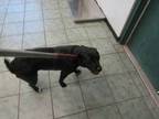 Adopt Maylee a Black Labrador Retriever dog in Weatherford, TX (41248226)