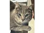 Adopt Calypso a Gray, Blue or Silver Tabby Domestic Shorthair / Mixed (short