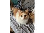 Adopt Juniper a Calico or Dilute Calico Calico / Mixed (long coat) cat in