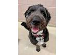 Adopt BIG JACK a Black Newfoundland / Mixed dog in Frederick, MD (41236803)