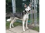 Adopt Frost a Black Husky / Shepherd (Unknown Type) / Mixed (short coat) dog in