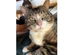 Adopt Buster a Brown or Chocolate Domestic Shorthair / Domestic Shorthair /