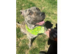 Adopt Tigris a Brindle Mixed Breed (Large) / Mixed dog in Winchester