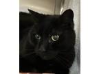 Adopt Cronkite a All Black Domestic Shorthair / Domestic Shorthair / Mixed cat
