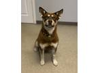 Adopt Cooper a Brown/Chocolate Alaskan Klee Kai / Mixed Breed (Medium) / Mixed