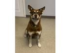 Adopt Cooper a Brown/Chocolate Husky / Mixed dog in Thunder Bay, ON (41247215)