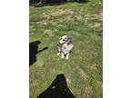 Adopt Jack a Merle Australian Shepherd / Mixed dog in Ste Genevieve