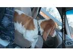 Adopt Maverick a Tan/Yellow/Fawn - with White Basset Hound / Mixed dog in
