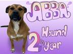Adopt Abba a Hound (Unknown Type) / Mixed dog in Nicholasville, KY (41248145)