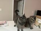 Adopt Harper and Harriet a Gray or Blue Tabby / Mixed (medium coat) cat in