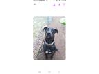 Adopt Huck a Black - with White Labrador Retriever / Mixed dog in Appleton