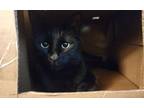 Adopt Linda a All Black Domestic Mediumhair / Mixed (short coat) cat in El Paso