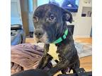 Adopt Bruce a Brindle - with White American Staffordshire Terrier / American Pit