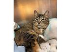 Adopt Valentine a Orange or Red Domestic Shorthair / Domestic Shorthair / Mixed