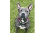 Adopt MILEY a Gray/Blue/Silver/Salt & Pepper Mixed Breed (Medium) / Mixed dog in