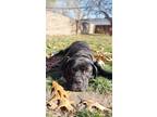 Adopt Maverick a Black - with White Cane Corso / Mixed dog in Detroit