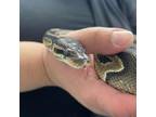 Adopt Ripple a Snake / Snake / Mixed reptile, amphibian, and/or fish in Calgary