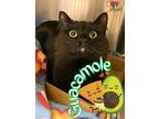 Adopt Guacamole a All Black Domestic Longhair / Domestic Shorthair / Mixed cat