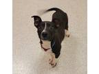 Adopt Zane a Black Border Collie / Mixed Breed (Medium) / Mixed (short coat) dog