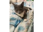 Adopt Sage a Gray or Blue (Mostly) Domestic Shorthair / Mixed (short coat) cat