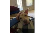 Adopt Nona a Tan/Yellow/Fawn - with White American Staffordshire Terrier / Chow