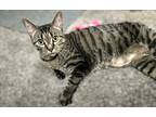 Adopt Poudunk (Poe) a Tan or Fawn Tabby Domestic Shorthair / Mixed (hairless
