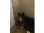Adopt Clover a Gray or Blue (Mostly) Domestic Shorthair / Mixed (short coat) cat
