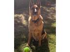 Adopt Ringo a Black - with Tan, Yellow or Fawn German Shepherd Dog / Mixed dog