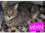 Adopt Misty a Domestic Shorthair / Mixed (short coat) cat in Jim Thorpe