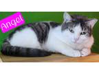 Adopt Angel a Domestic Shorthair / Mixed (short coat) cat in Jim Thorpe