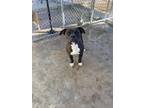 Adopt Bugsy a Brindle American Pit Bull Terrier / Mixed Breed (Medium) / Mixed